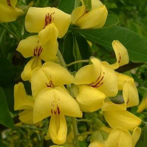 GOLDEN CHAIN TREE