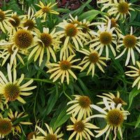 MANGO MEADOWBRIGHT CONEFLOWER