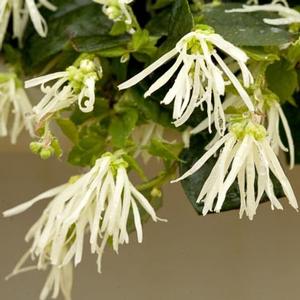 JAZZ HANDS WHITE® LOROPETALUM