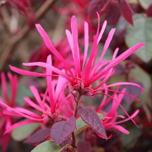 JAZZ HANDS BOLD® LOROPETALUM