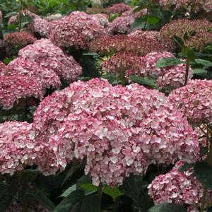 INVINCIBELLE® SPIRIT II HYDRANGEA