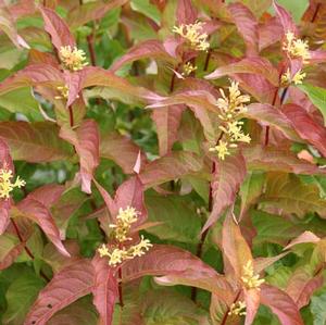KODIAK® ORANGE BUSH HONEYSUCKLE