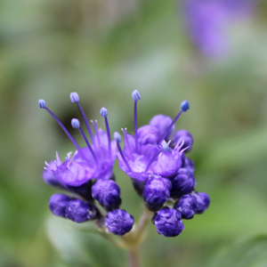BEYOND MIDNIGHT® BLUEBEARD