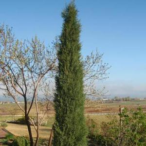 WOODWARD COLUMNAR JUNIPER