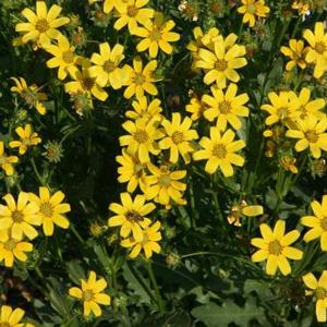 ENGELMANN'S DAISY