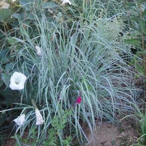 WINDWALKER® BIG BLUESTEM