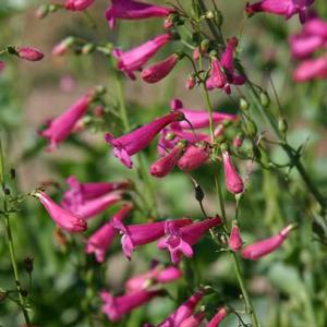 DESERT BEARDTONGUE