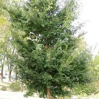 ALLEE ELM