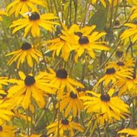 GOLDSTURM BLACK-EYED SUSAN