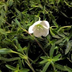 MOUNTAIN SANDWORT