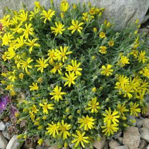 GOLDHILL GOLDEN ASTER