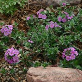SILKY ROCK JASMINE