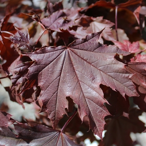 CRIMSON SENTRY NORWAY MAPLE