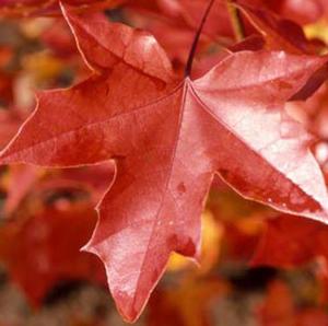 NORWEGIAN SUNSET® MAPLE