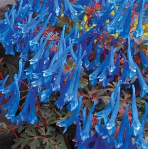 BLUE HERON CORYDALIS
