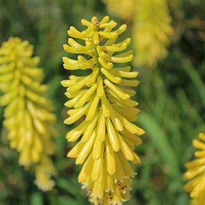 LEMON POPSICLE™ RED HOT POKER