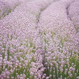 ELLAGANCE PINK LAVENDER