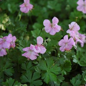 DALMATIAN CRANESBILL GERANIUM