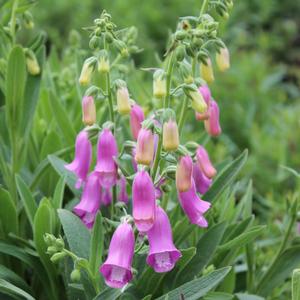 SPANISH PEAKS FOXGLOVE