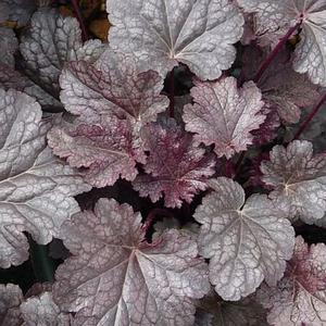 PALACE PURPLE CORAL BELLS