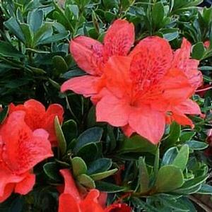 FASHION GLENN DALE AZALEA