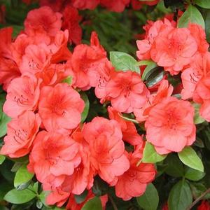 HERSHEY'S ORANGE KURUME AZALEA