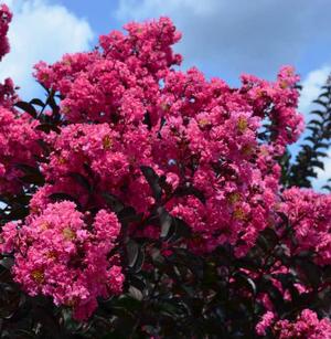 TWILIGHT MAGIC™ CRAPEMYRTLE
