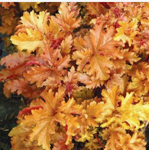 AMBER WAVES CORAL BELLS