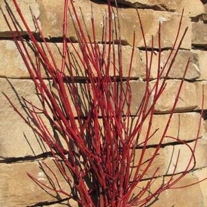 CAYENNE DOGWOOD