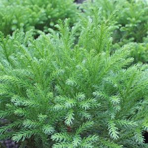 DWARF GLOBE JAPANESE CEDAR