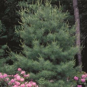 SILVER WHISPERS™ SWISS STONE PINE