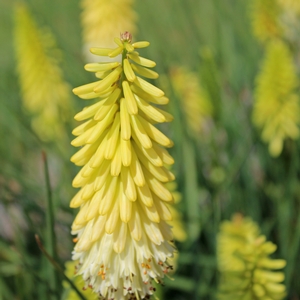PINEAPPLE POPSICLE™ RED HOT POKER