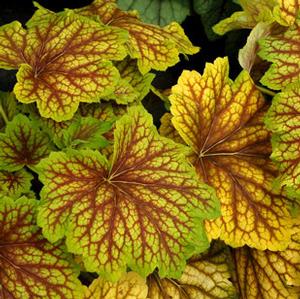 RED LIGHTNING CORAL BELLS