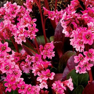 PINK DRAGONFLY BERGENIA