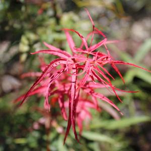RED PYGMY DWARF UPRIGHT JAPANESE MAPLE