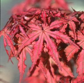 KASAGI YAMA UPRIGHT JAPANESE MAPLE