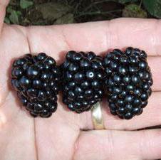 PRIME-ARK® 45 BLACKBERRY