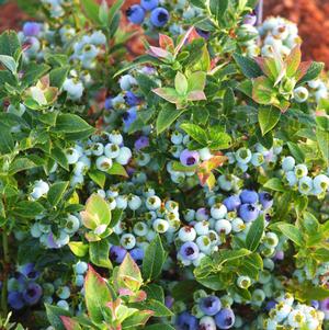 JELLY BEAN™ BLUEBERRY