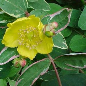 TRICOLOR ST. JOHN'S WORT