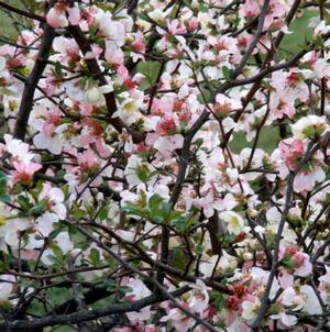 APPLE BLOSSOM QUINCE