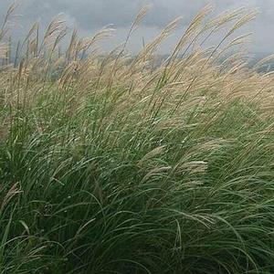 GIANT MAIDEN GRASS