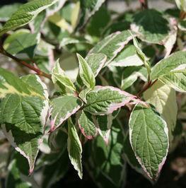 TOUCH OF ELEGANCE™ DOGWOOD