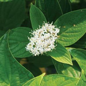 WINTER CANARY™ DOGWOOD