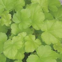 DOLCE® KEY LIME PIE CORAL BELLS