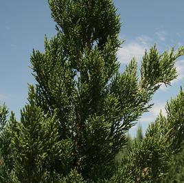 IOWA JUNIPER