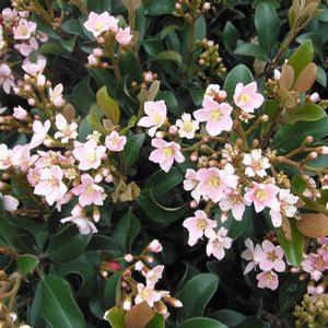 DWARF PINK INDIAN HAWTHORN