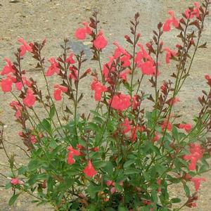CORAL AUTUMN SAGE