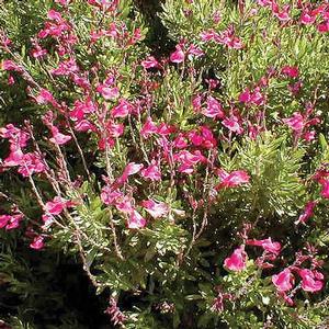 PINK AUTUMN SAGE
