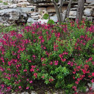 CHERRY QUEEN AUTUMN SAGE