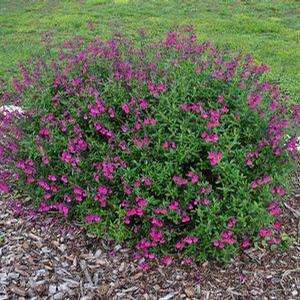 PURPLE AUTUMN SAGE